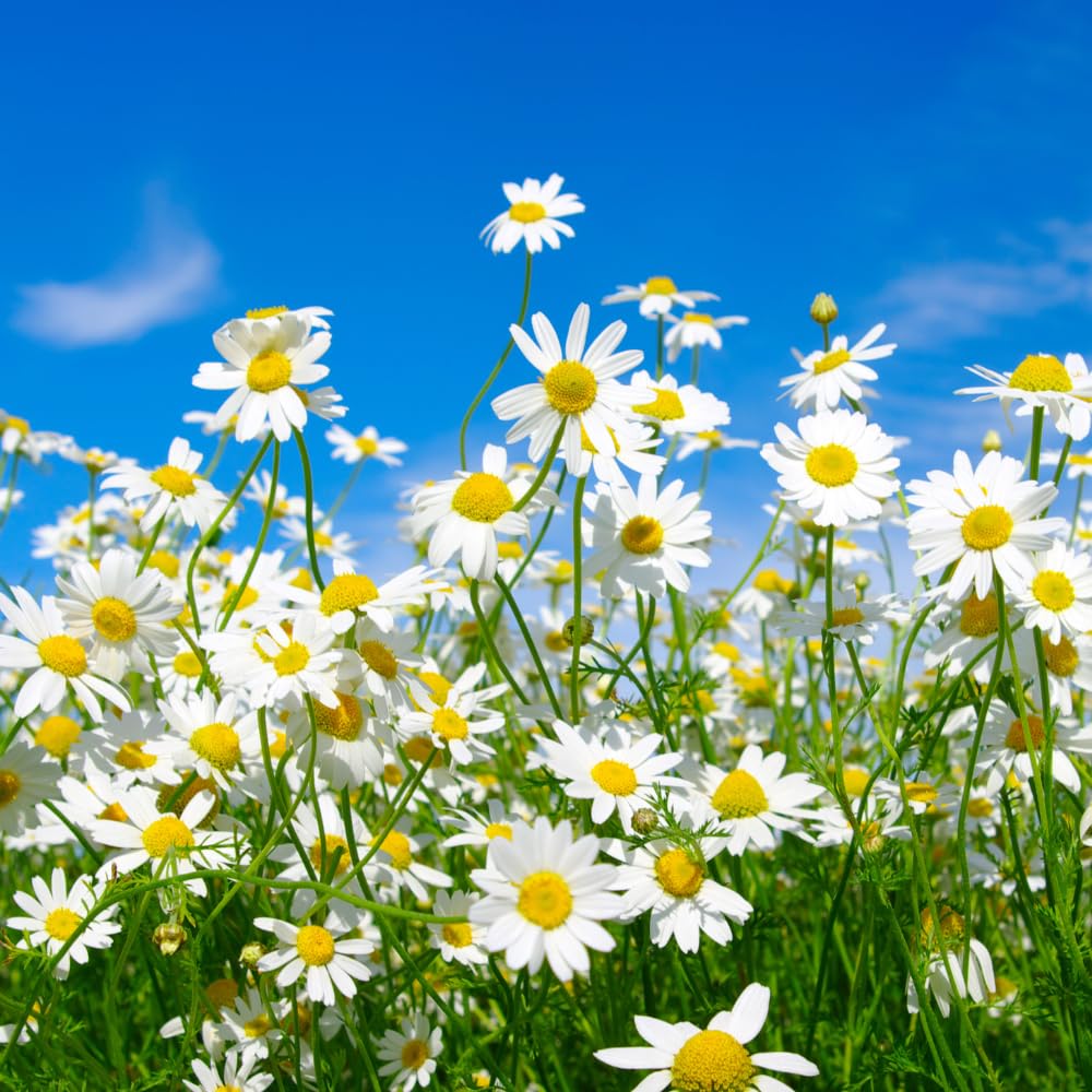 Set 2 White Daisy Plants Live, Perennial Daisy Flowers for Container and Garden Growing 4-8 Inches
