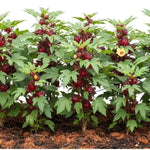 Red Roselle Hibiscus Plants Live in 4" Pot, Sabdariffa Roselle Hibiscus Flowers for Planting, 4-7 Inches Tall