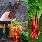 Common Rhubarb Plant Roots Live, 5 Large Rhubarb Plants Roots for Planting, Vegetable Plant for Gardening Indoor Outdoor