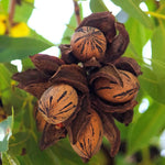 Set 4 Pecan Tree Bare Roots 12-18 Inches, Ready to Grow Pecan Plant Live, Dormant, Hardy, Outdoor Garden Planting