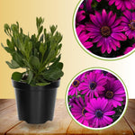 Osteospermum Flower Plants Live, Purple Daisy Plant 4 Inc Pot, 4 Small Plant, Purple Osteospermum Plants Live Pot, Perennial Flower Garden Outdoor Planting Indoor