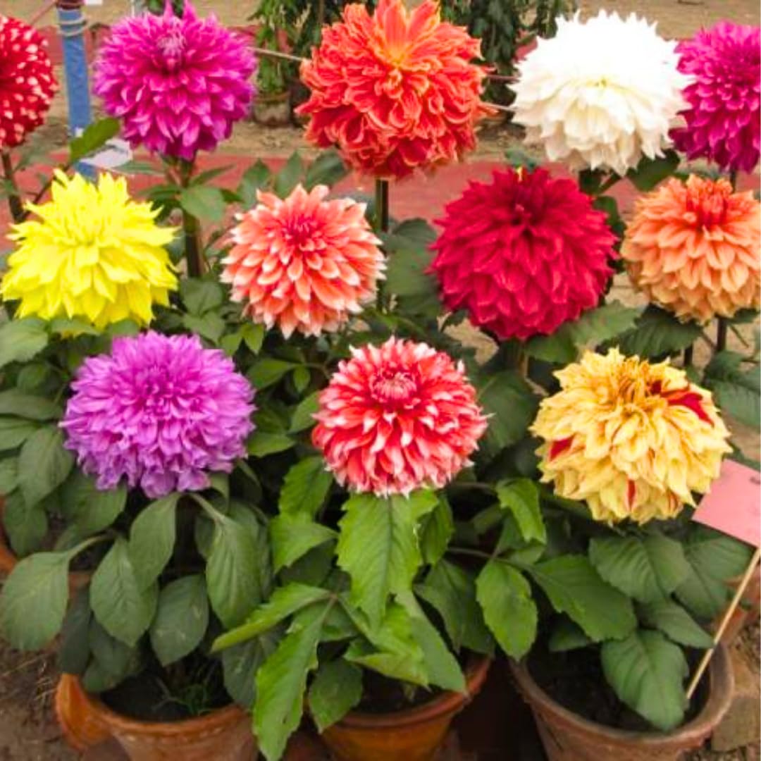 3 Mix Dahlia Bulbs for Spring Planting, Dahlia Bulbs for Planting Indoor and Outdoor
