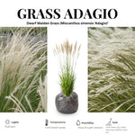 Ornamental Grass Seedlings Live Plant, Fully Rooted Pruned Back to 5 to 9 Inc in Tall Grasses Live Plants Perennial (Dwarf Miscanthus)