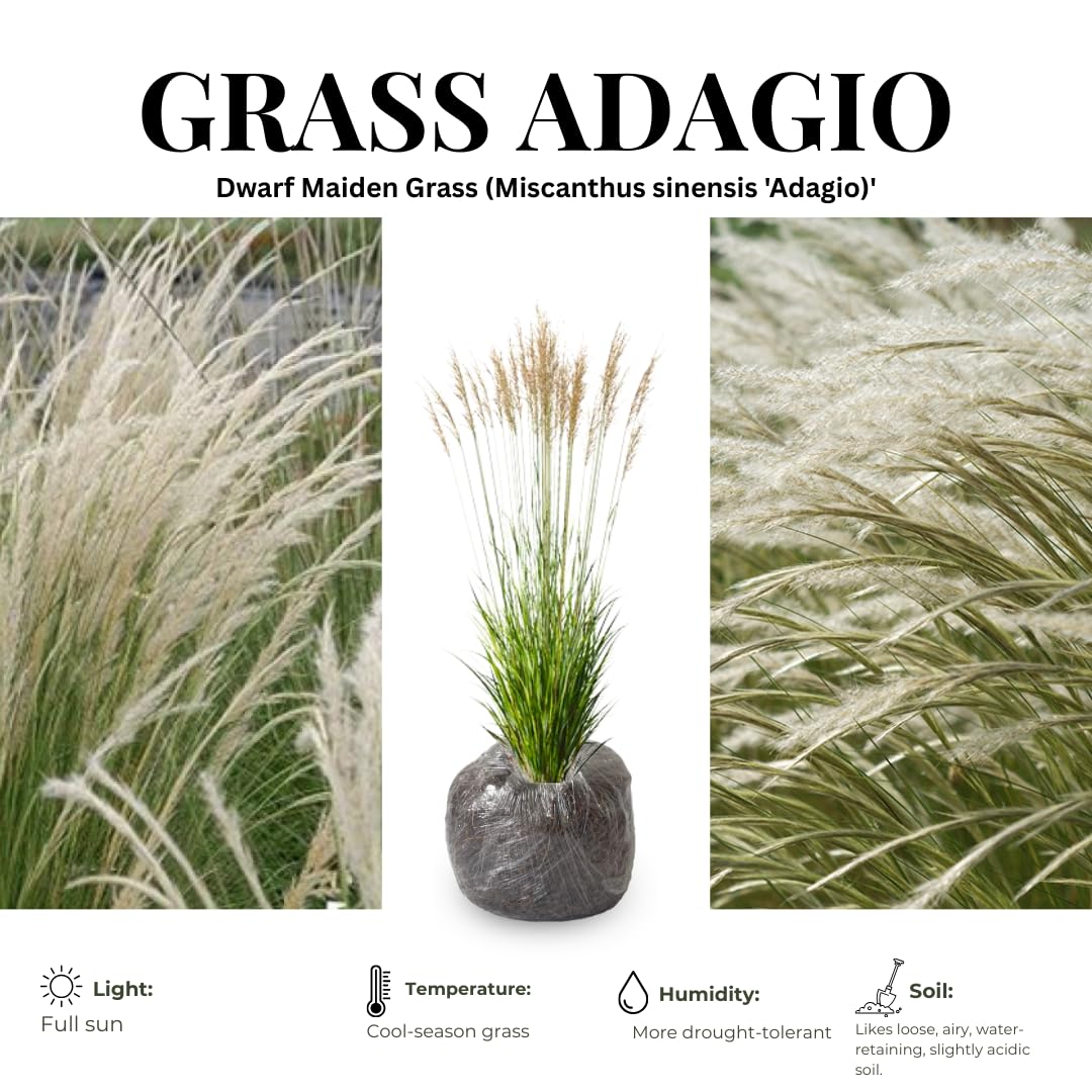 Ornamental Grass Seedlings Live Plant, Fully Rooted Pruned Back to 5 to 9 Inc in Tall Grasses Live Plants Perennial (Dwarf Miscanthus)