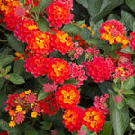Set 4 Trailing Lantana Plants Live for Planting, Fragrant Lantana Live Plant to Grow Indoor Outdoor, Lantana Flowers Perennial, 4-8" Tall (Red Lantana)