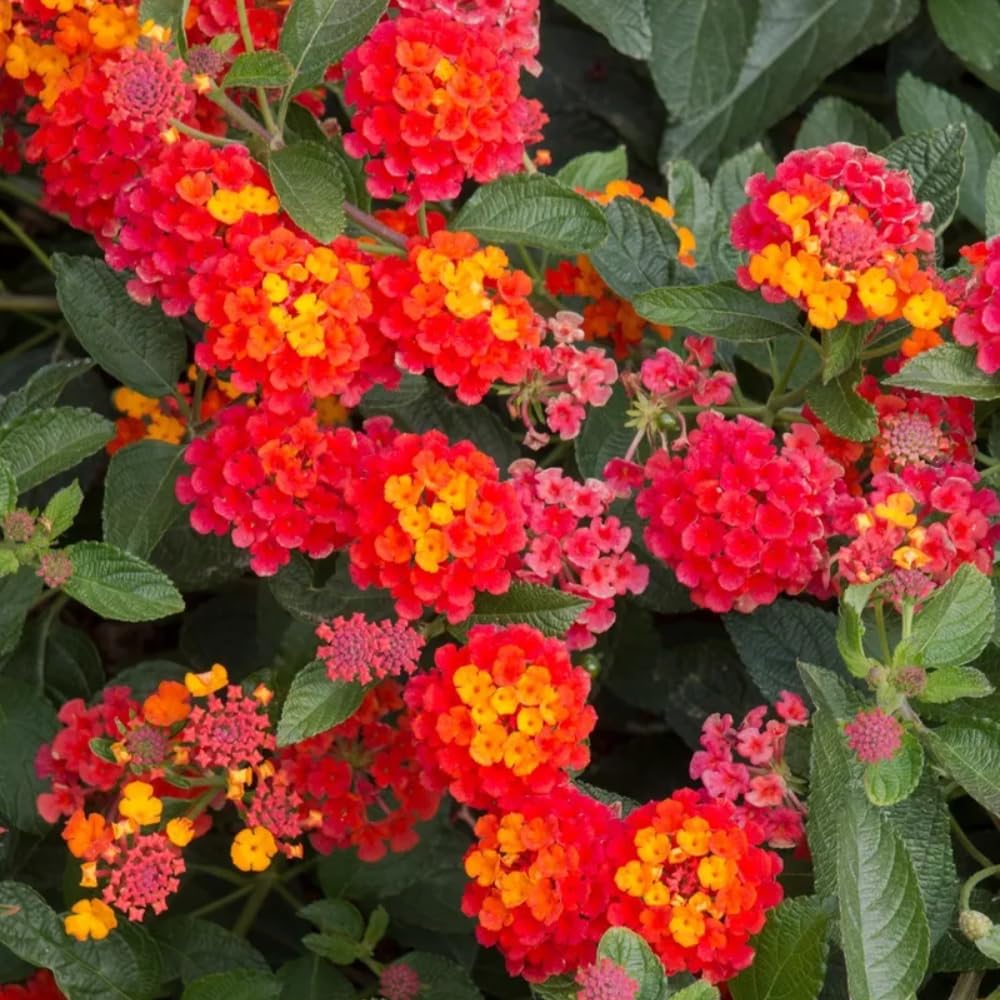 4 Lantana Plants Live for Planting Indoor Outdoor, 4-8" Tall, Fragrant Lantana Live Plant, Trailing Lantana Flowers Perennial (Red Lantana)