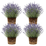 4 Lavender Plants Live Flower Indoor Outdoor, Lavandula Perennial Plants, Well Rooted 4-8" Tall, No Pot (Purple Lavender)