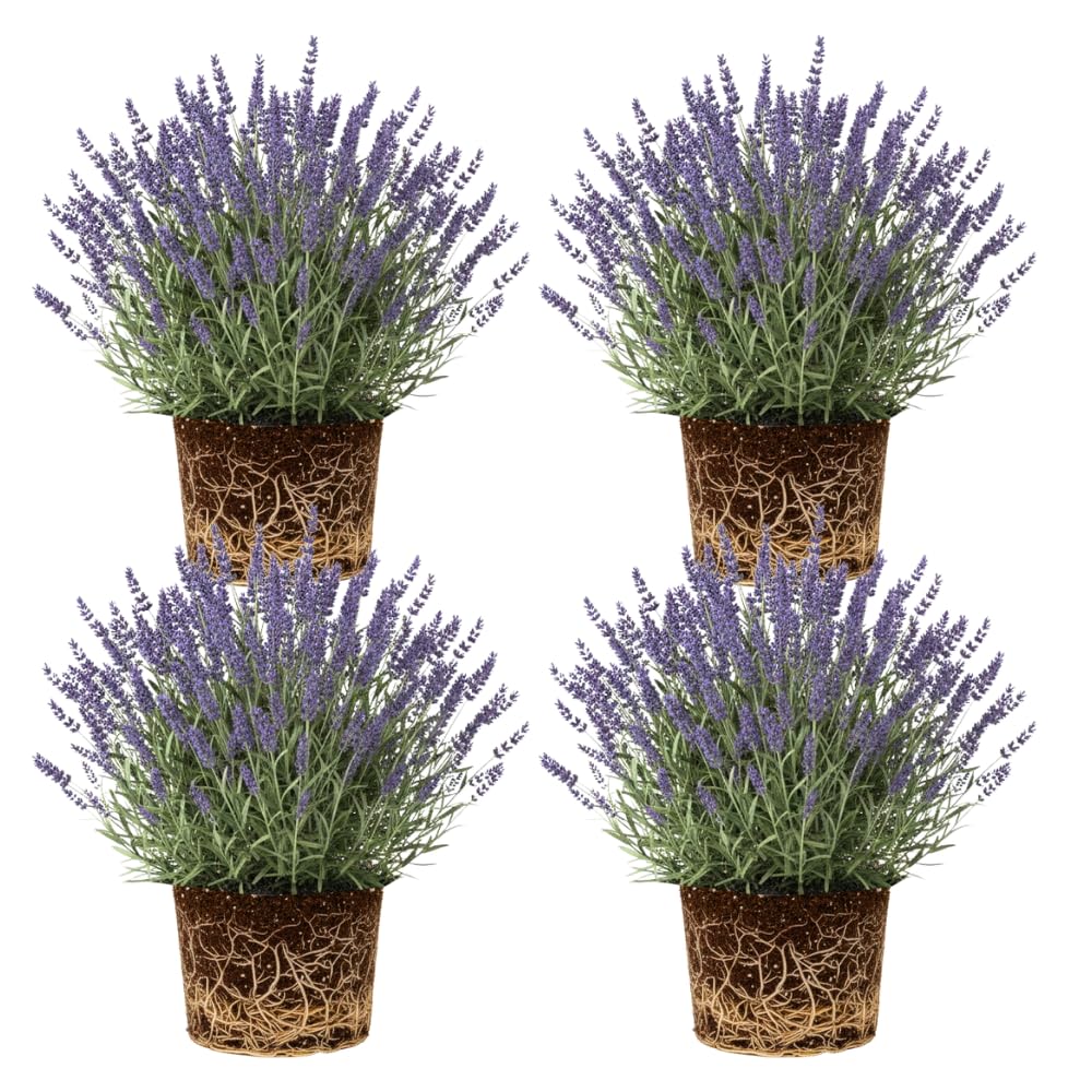 4 Lavender Plants Live Flower Indoor Outdoor, Lavandula Perennial Plants, Well Rooted 4-8" Tall, No Pot (Purple Lavender)
