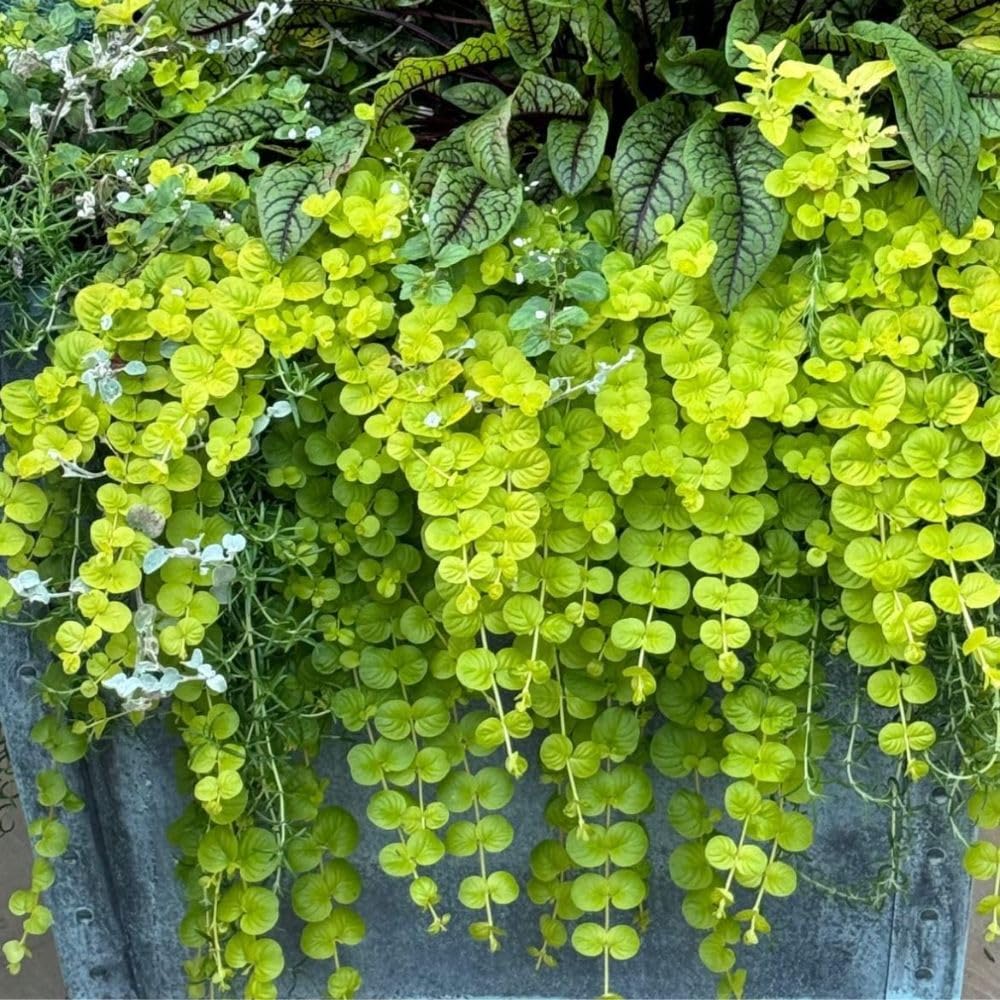 2 Golden Creeping Jenny Live Plants, 2-3 Inches Tall, Creeping Plant, Trailing Perennial Starter Plants for Home Garden Ground Cover