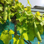 Luffa Plants Live, 2 Luffa Gourd Live Plant, 3 to 5 Inches Tall, Loofah Gourd Plants for Growing Indoor Outdoor, 4 Inches Pot