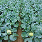 Cauliflower Plant Live, 4 to 6 Inc Tall in Height, Live Cauliflower Plant Gardening, 4 Inc Potted Vegetable Plant Live Planting