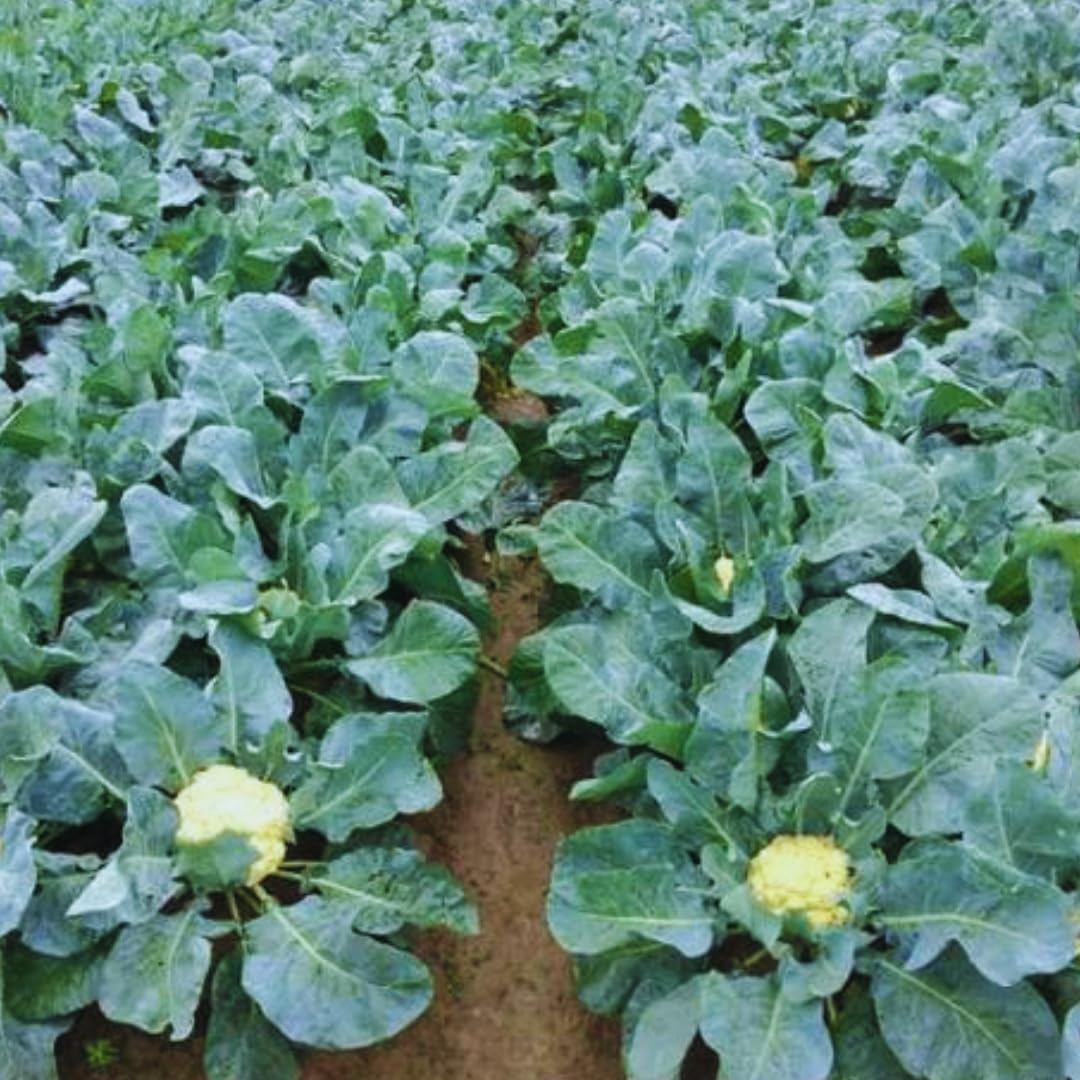 Cauliflower Plant Live, 4 to 6 Inc Tall in Height, Live Cauliflower Plant Gardening, 4 Inc Potted Vegetable Plant Live Planting