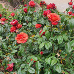Rose Plant Live, Hybrid Tea Rose Bush Live Plant, 5-9 Inch Tall, Fragrant Flowers Shrub Ready to Plant Outdoor, No Pot, Well-Rooted (Hot Rose)