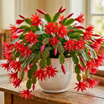 Easter Cactus Plants Live, Spring Bloom, Cold Hardy, 5-9" in Tall, No Pot, Starter Holiday Cactus Plant for Indoor Outdoor Houseplants (Red)