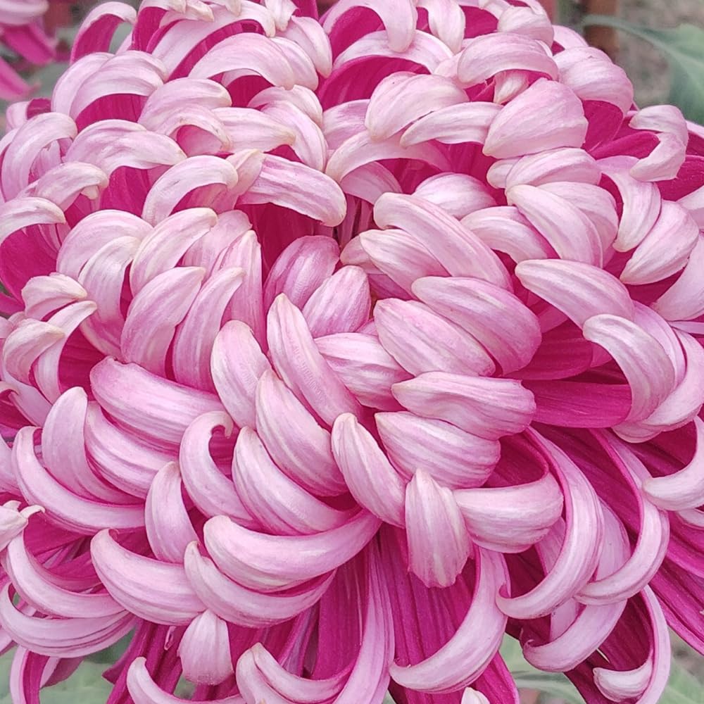 2 Mums Plants Live, Double Purple Chrysanthemum Plants Live, 5 to 7 Inc Long, Chrysanthemum Flower Live Plant Growing Gardening Mum Live Plant