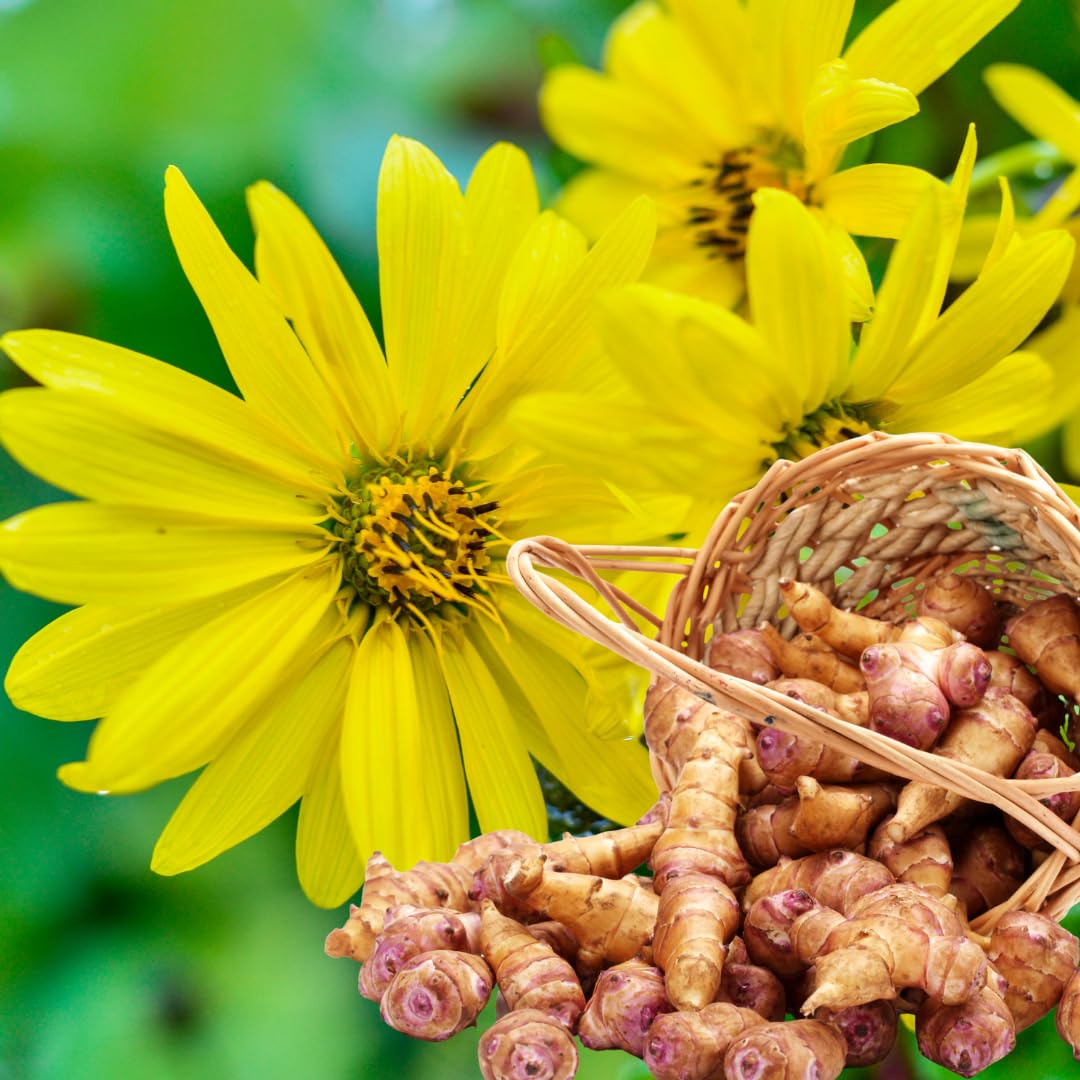 12 Large Live Jerusalem Artichoke Tubers Sunchokes Sunroots Fresh Rhizomes for Outdoor Planting, Winter Hardy, High Yield