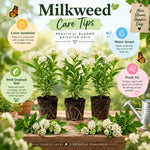 3 White Milkweed Plant Live, Asclepias Tuberosa Butterfly Bush, 4-8"