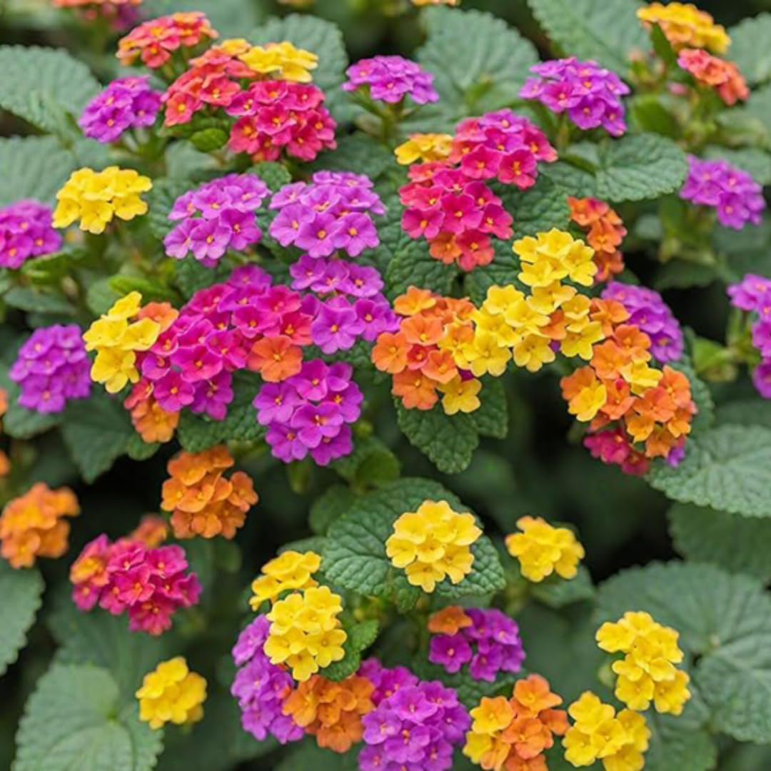 2 Random Blooming Lantana Plants Live, Colorful Perennial, Long-Blooming and Very Hardy, Size 5 to 12 Inches in Tall, Well-Rooted, Outdoor Planting