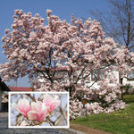 02 Saucer Magnolia Tree Live Plant in 2.5" Pot, 1 Year Old Well-Rooted Tree, Cold Hardy, Magnolia Shrub for Spring Planting, Fast-Growing