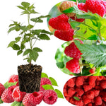 Everbearing Raspberry Bush Plant Live, Cold Hardy, Raspberries Plants Established Roots Live for Planting, 1 Plant 5-9 Inc Tall, No Pot (Red)