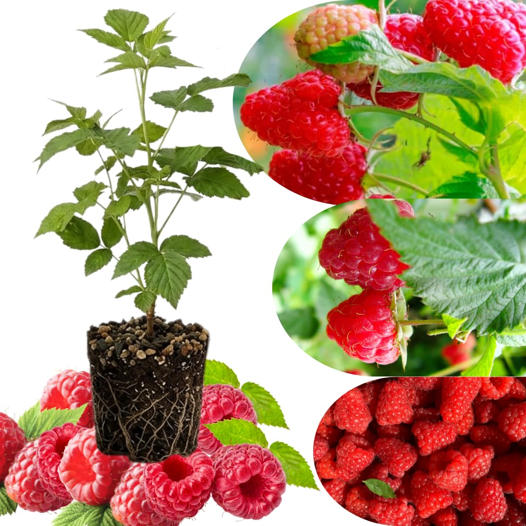 Everbearing Raspberry Bush Plant Live, Cold Hardy, Raspberries Plants Established Roots Live for Planting, 1 Plant 5-9 Inc Tall, No Pot (Red)