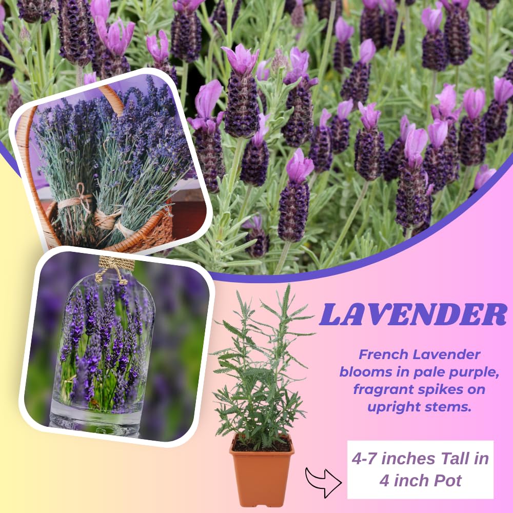 Lavender Plant Live, Lavender Plants Live Outdoor, Purple Blooming Perennial Herb, 4-7 inches Tall in 4 inch Pot for Growing