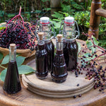 Hardy Black American Elderberry Bushs Live Plants, 1-2 Feet Sweet Elderberry Plants Fruit Trees for Outdoor Planting