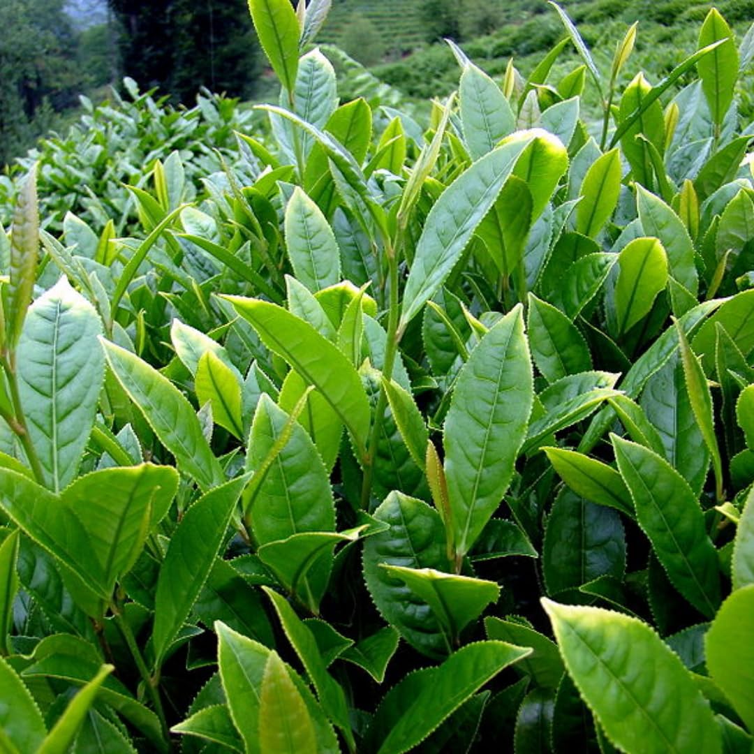 Camellia Sinensis Plant Tree, 3 to 5 Inches in Height, Camellia Sinensis Live Plant Tea Tree Plant for Gardening Indoor