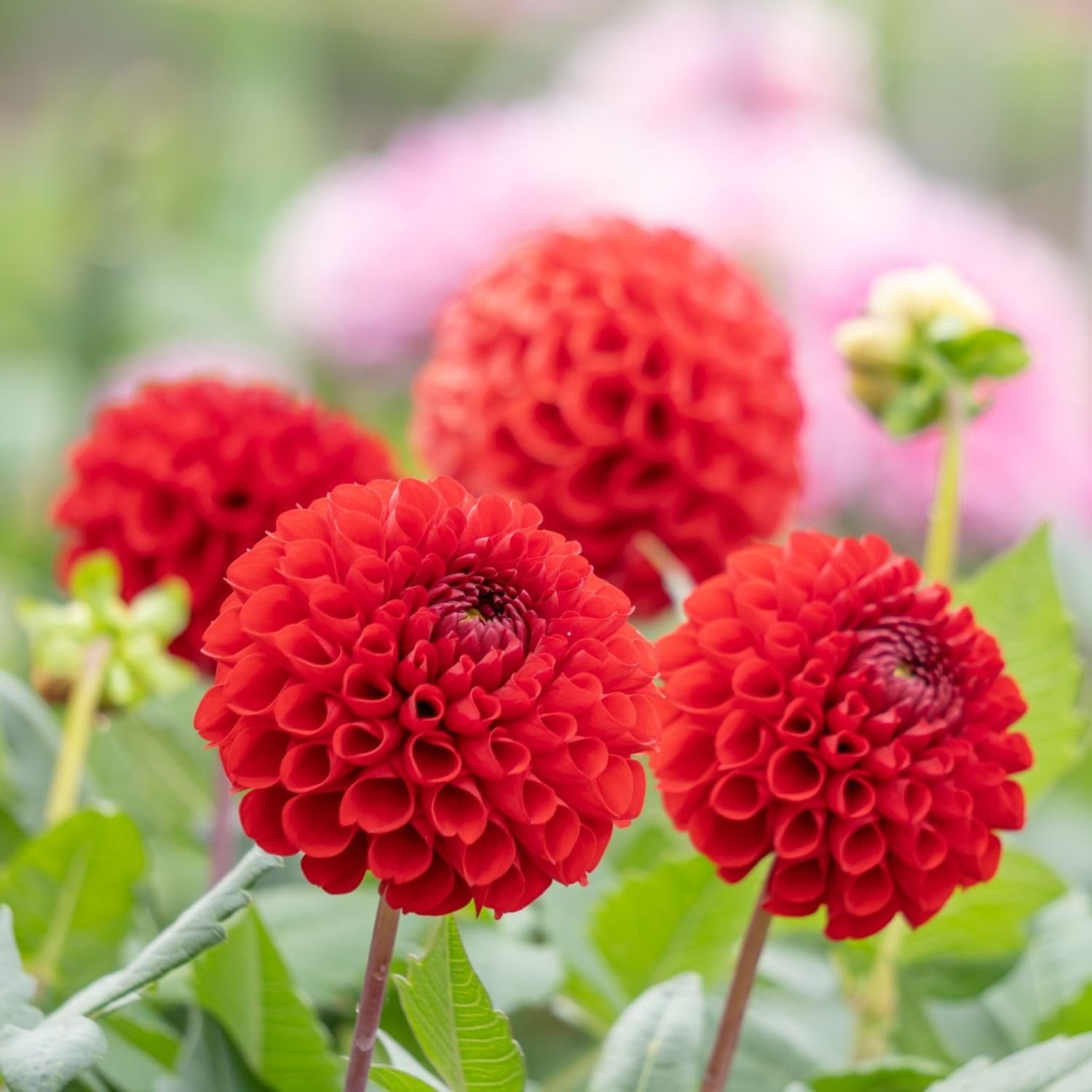 Red Dahlia Bulbs Pant, 2-3" Tall, Dahlia Flower Bulbs for Outdoor Garden, Flowering Tuber Cluster for Planting, Not Live Plant