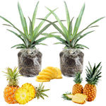 2 Pineapple Plants Live 4 to 7 Inch Tall, Sweet Pineapple Trees Live Plants, Cold Hardy Pineapple Fruit Trees (Sugarloaf Pineapple)