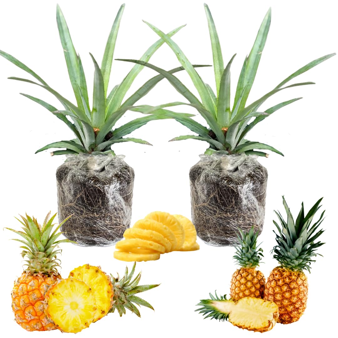 2 Pineapple Plants Live 4 to 7 Inch Tall, Sweet Pineapple Trees Live Plants, Cold Hardy Pineapple Fruit Trees (Sugarloaf Pineapple)