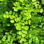 Maidenhair Fern Plant Live, Live Fern Plant, 3.5 Inc Potted, Fern Plant Pot, Fern Plant Live for Gardening Outdoor Indoor