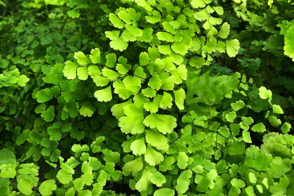 Maidenhair Fern Plant Live, Live Fern Plant, 3.5 Inc Potted, Fern Plant Pot, Fern Plant Live for Gardening Outdoor Indoor