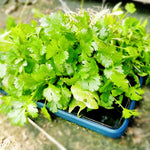 Cilantro Plant Live, Cilantro Herb Live Plant in 4 Inc Pot, Fragrant Vegetable Herb for Gardening Inside Outside Growing