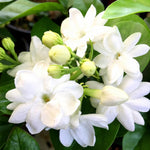 2 Assorted Jasmine Plants Live, 5 to 7 Inc in Height, Jasmine Flower Plant Live Climbing Flower Annual