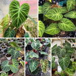 Large Heart-Shaped Philodendron Plant Live, Rare Tropical Variegated Live Indoor Houseplant, Starter Plants No Pot, 5-9" in Tall