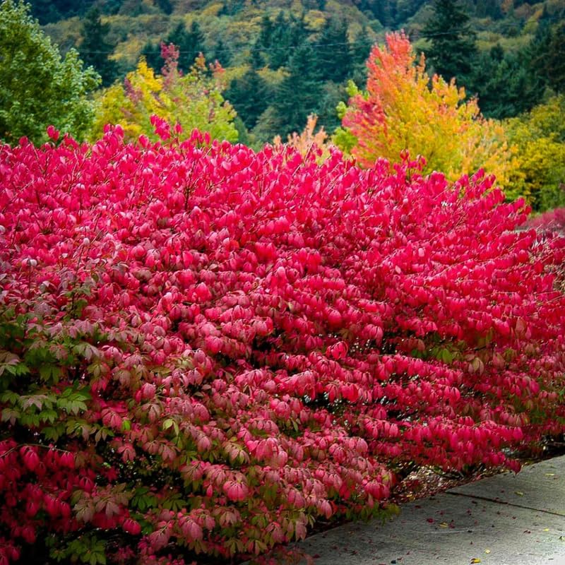 Burning Bush Shrub Live Plant 2.5 Inch Pot, Dwarf Red Burning Bushes Well Rooted, Landscaping and Borders Planting, Dormant in Winter