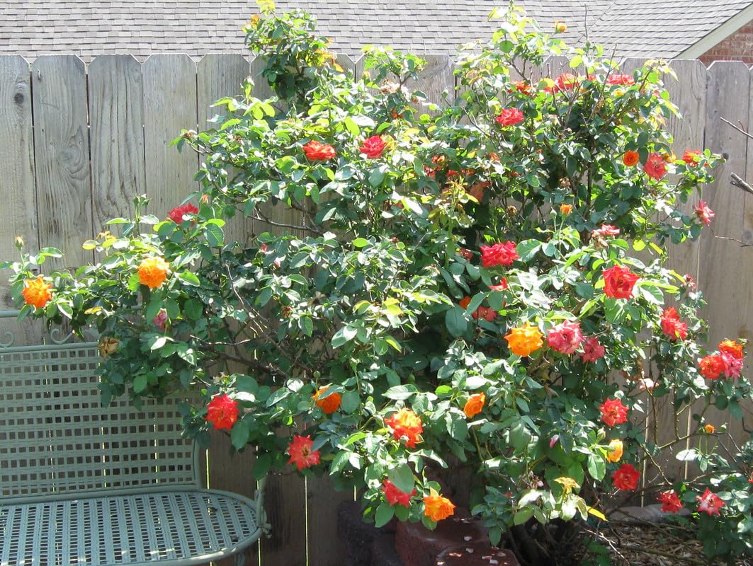 Rose Climbing Live Starter Plant, Fragrant Multi Color Climbing Rose for Planting Outdoor, No Pot, 5-9 Inc in Tall