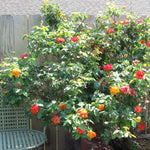 Orange Yellow Red Climbing Rose Live Plant, 6 Months Old Starter, Fragrant Purple Climbing Roses for Planting Outdoor, No Pot