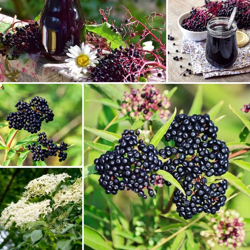 4 American Elderberry Plants Live, Black Elderberry Bush Live Plants 6 to 12 Inch Tall, Sweet Elderberry Tree Live Plant for Planting