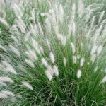 2 Grass Ornamental Grasses Seedlings, Live Grass Perennial Hardy Ornamental Plants, Outdoor Planting, 5-9" Tall (White Fountain)