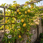 Yellow Passionfruit Plant Live 4-7 Inches Tall, Tropical Passion Fruit Vine for Garden, Patio Containers and Indoor Growing