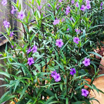 Pack 3 Purple Mexican Petunia Live Plants, 4-9" Tall Hardy Ruellia Simplex Petunia Perennials for Garden, Landscape, Patio