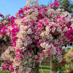 Combo 2 Bougainvillea Plants Live Trees, Outdoor Bougainvillea Plant for Trailing Flowering Vines or Bush Tree, 5-10” Tall, Well-Rooted Bougainvillea (Coconut Ice Color)