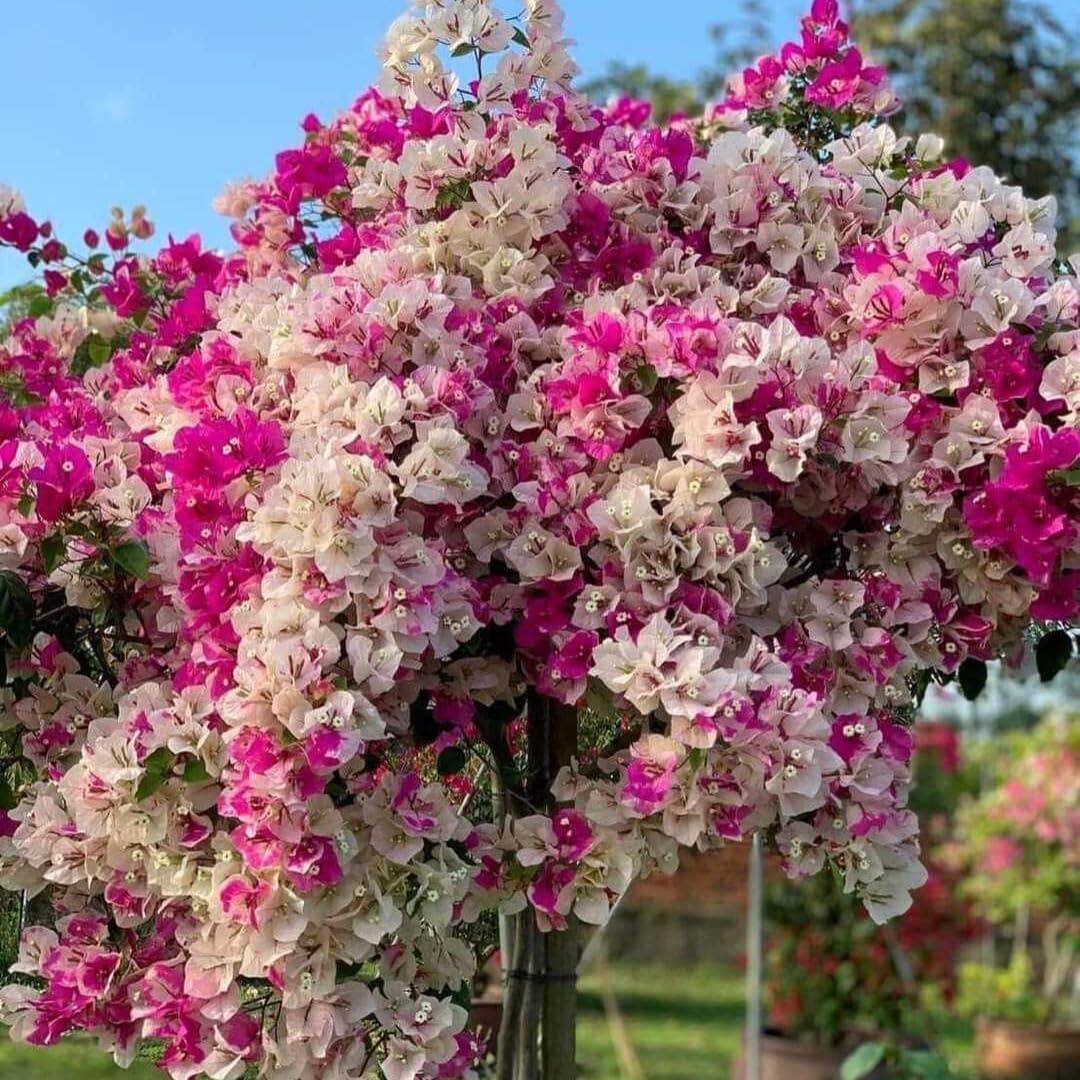 Combo 2 Bougainvillea Plants Live Trees, Outdoor Bougainvillea Plant for Trailing Flowering Vines or Bush Tree, 5-10” Tall, Well-Rooted Bougainvillea (Coconut Ice Color)