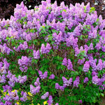 Old Fashion Lilac Bush, Fragrant Lilac Live Plant, Purple Flowering Lilacs Ready to Grow Outdoor, 12-16 Inch Tall