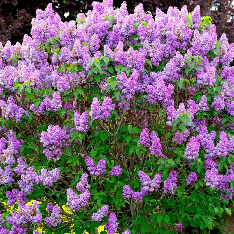 Old Fashion Lilac Bush, Fragrant Lilac Live Plant, Purple Flowering Lilacs Ready to Grow Outdoor, 12-16 Inch Tall