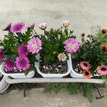 Pink Daisy Plant 4 Inc Potted, Osteospermum Flower Plants Live, 4 Small Plant, Perennial Flower Garden Planting Osteospermum Plants Live Pot
