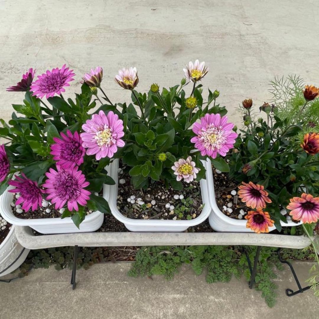 Pink Daisy Plant 4 Inc Potted, Osteospermum Flower Plants Live, 4 Small Plant, Perennial Flower Garden Planting Osteospermum Plants Live Pot