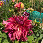 Purple Pink Dahlia Clump, Vibrant Purple Blooms, Summer Flowering Perennial, Dahlia Flowers for Indoor Outdoor Growing